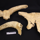 Some of the auroch bones found in a cave in Galicia, Spain.